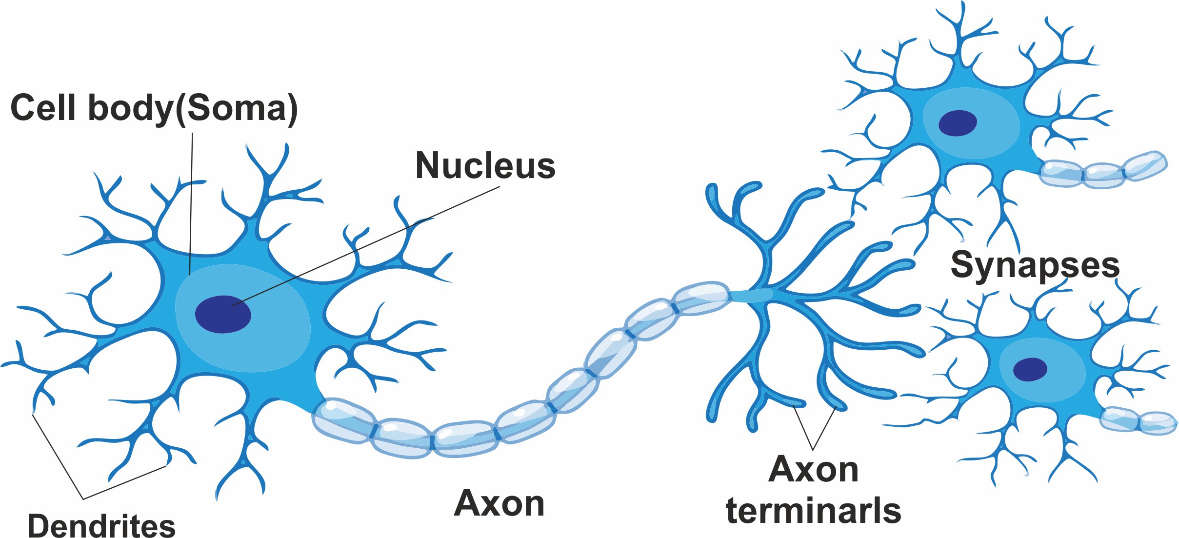 a) Biological Neurons connected by Synapses. Soma = neuron body